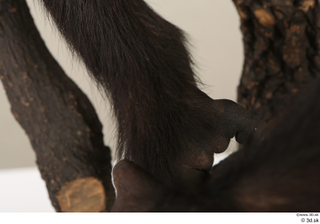 Chimpanzee Bonobo leg 0007.jpg